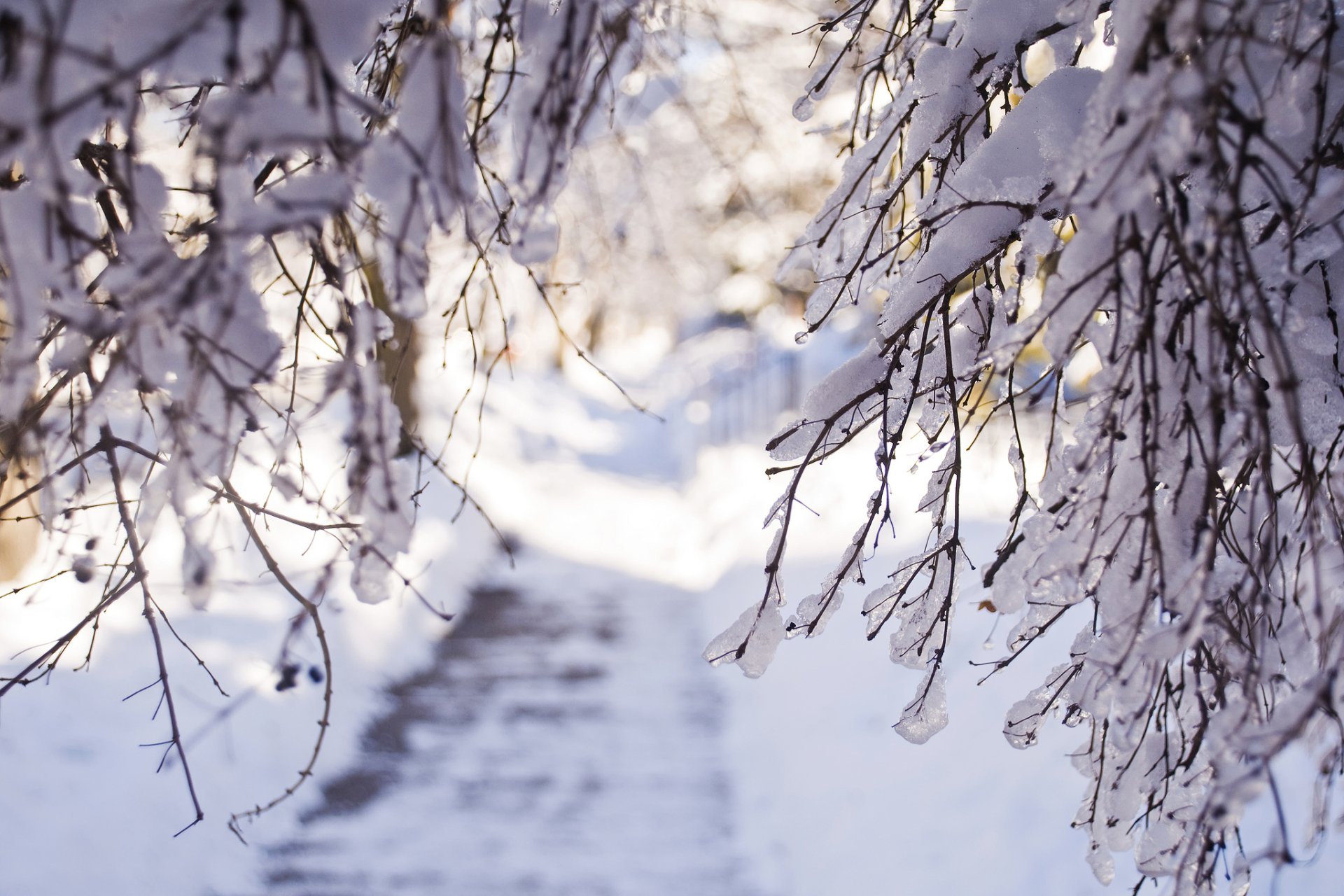 Download Nature Winter HD Wallpaper