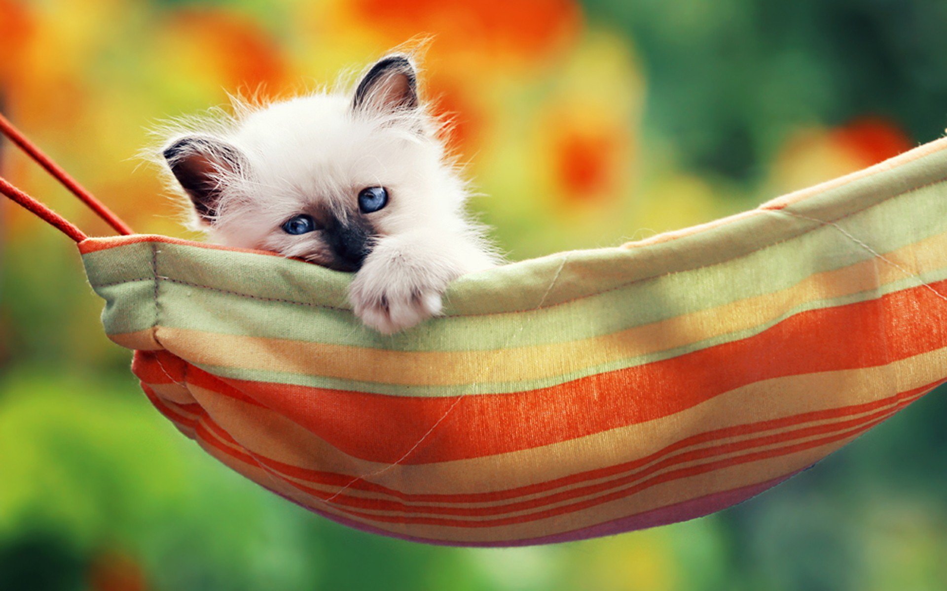 HD desktop wallpaper featuring a fluffy white kitten with blue eyes resting in a striped hammock against a vibrant blurred floral background.