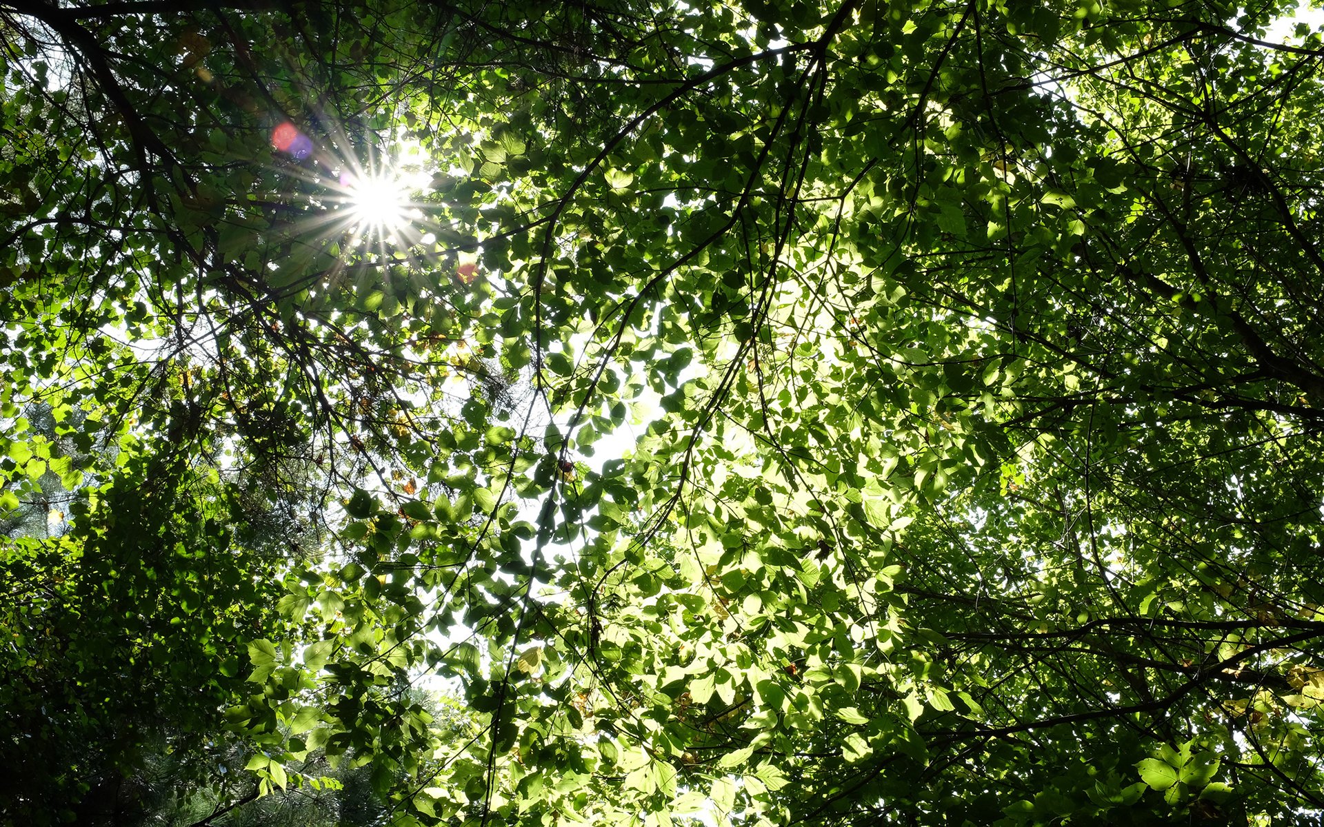 Tree HD Wallpaper | Background Image | 1920x1200