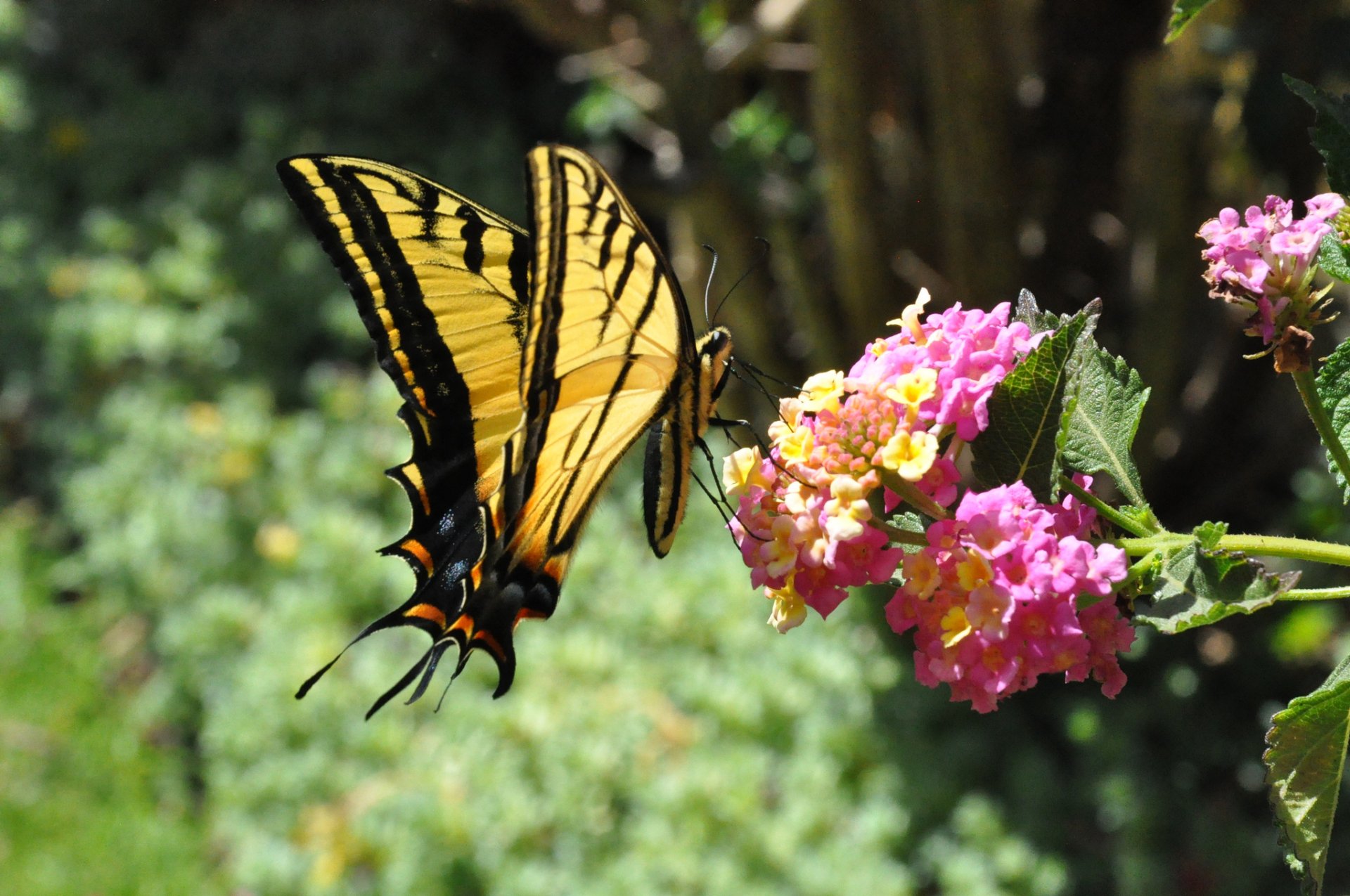 HD wallpaper featuring a vibrant yellow and black butterfly perched on colorful pink and yellow flowers, set against a natural green background.