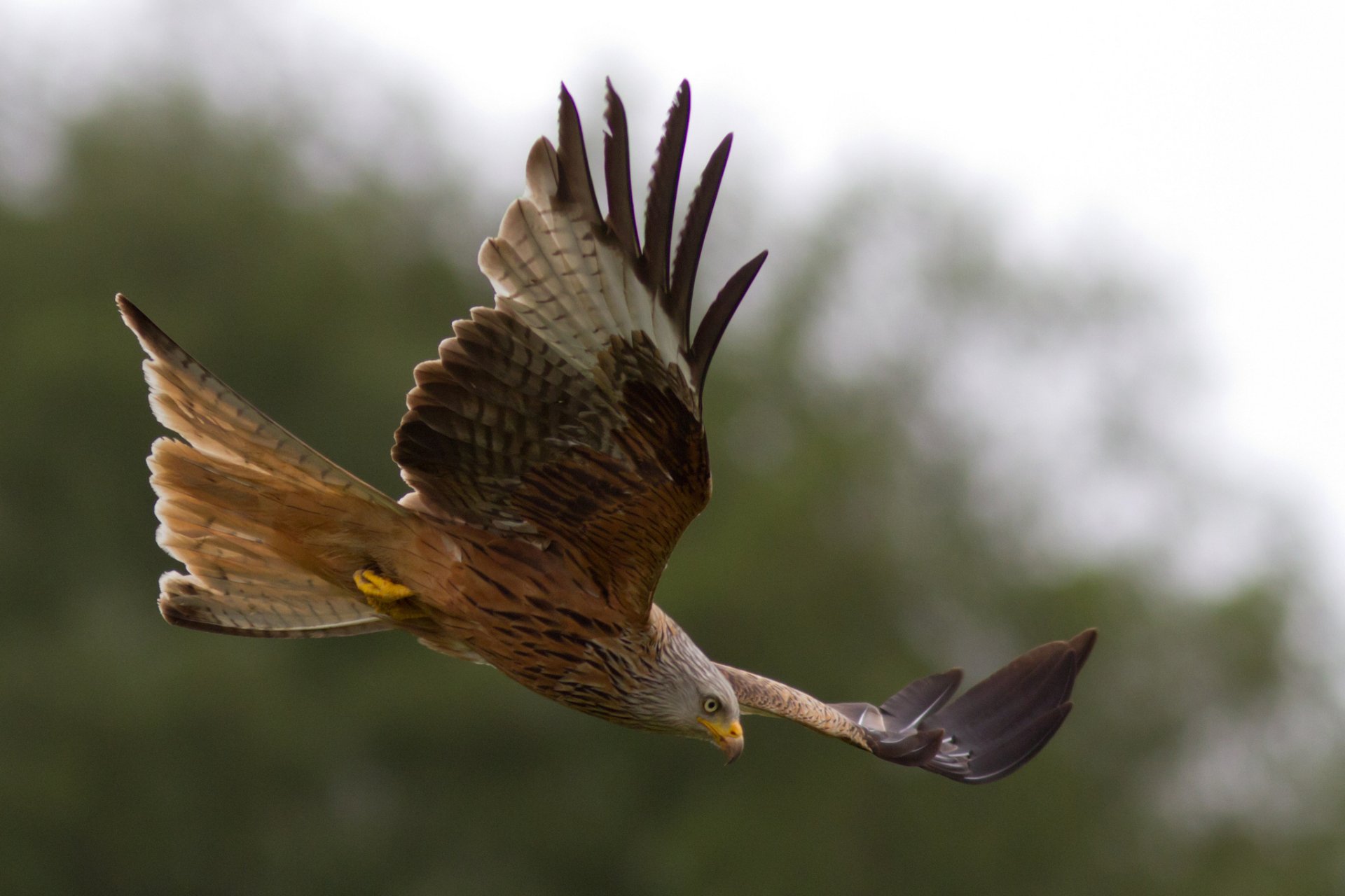 Majestic Hawk in Flight - HD Wallpaper