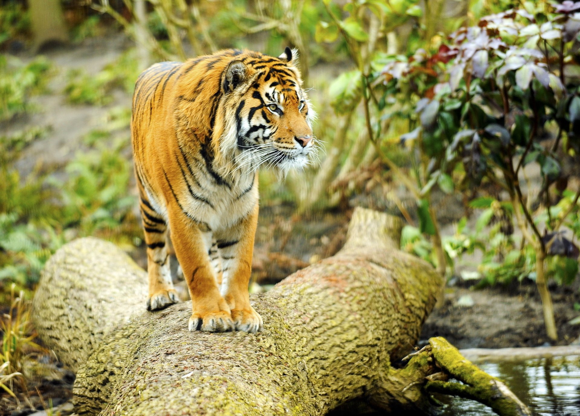 A majestic tiger stands on a fallen log, surrounded by lush greenery, captured in vibrant HD. This animal wallpaper offers a stunning backdrop for any desktop.