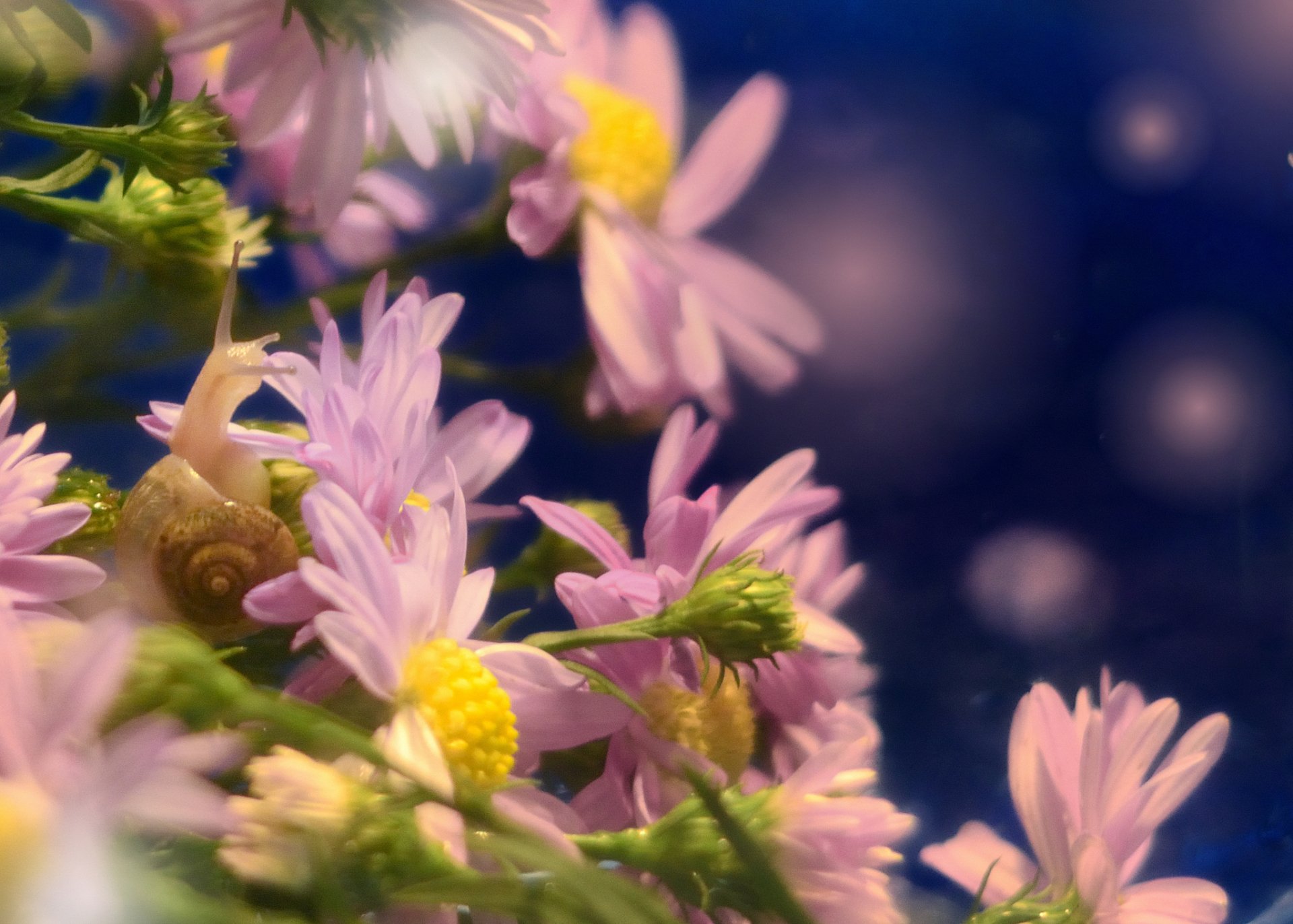 HD desktop wallpaper featuring a close-up of a snail navigating delicate purple and yellow flowers against a softly blurred blue background.