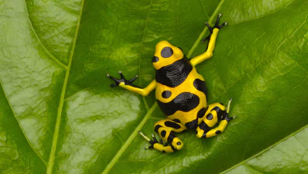 A vibrant yellow and black poison dart frog perched on a glossy green leaf, captured in high definition as a striking PC desktop wallpaper.