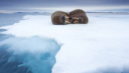 HD PC desktop wallpaper featuring two walruses resting on an icy Arctic landscape surrounded by calm, blue waters.