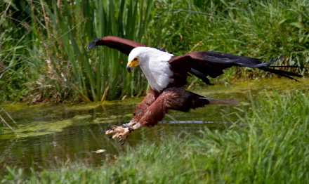 An African fish eagle descends gracefully towards the water, showcasing its striking plumage against a lush green background in this high-definition desktop wallpaper.