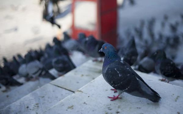 A close-up of a pigeon standing on steps, surrounded by other pigeons, showcasing vibrant details. This image serves as a striking HD PC desktop wallpaper and background.