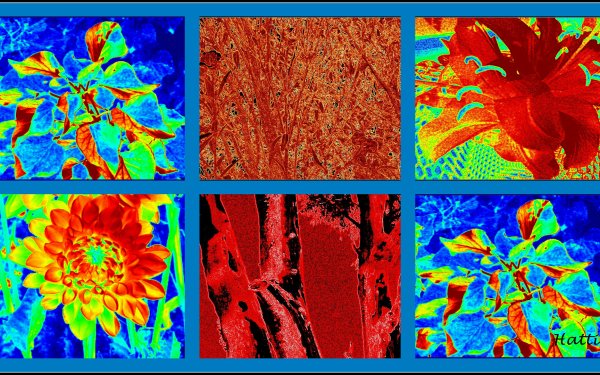 Artistic Nature Collage Leaf Flower HD Wallpaper | Background Image