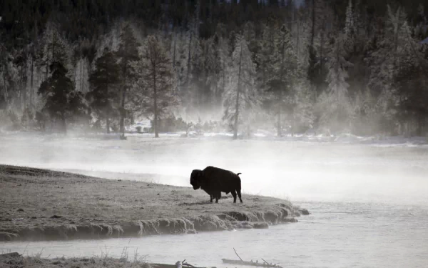 Animal american bison HD Desktop Wallpaper | Background Image