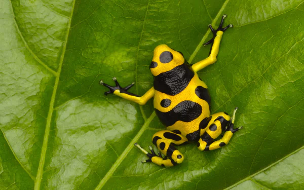 A vibrant yellow and black poison dart frog perched on a glossy green leaf, captured in high definition as a striking PC desktop wallpaper.