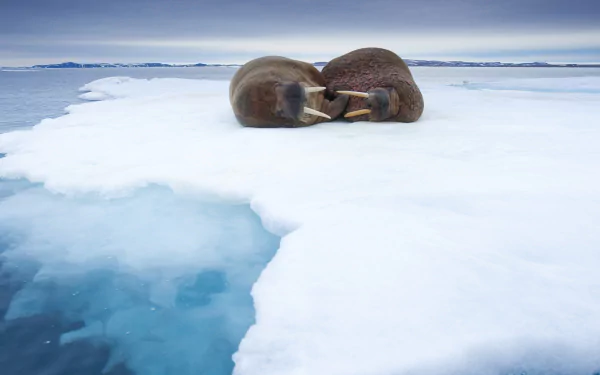 HD PC desktop wallpaper featuring two walruses resting on an icy Arctic landscape surrounded by calm, blue waters.