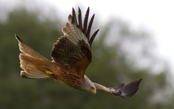 A hawk soars gracefully through the sky, showcasing its impressive wingspan. This HD image makes a striking PC desktop wallpaper and background.