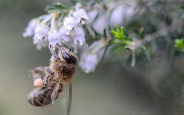 Animal Bee Insects HD Wallpaper | Background Image