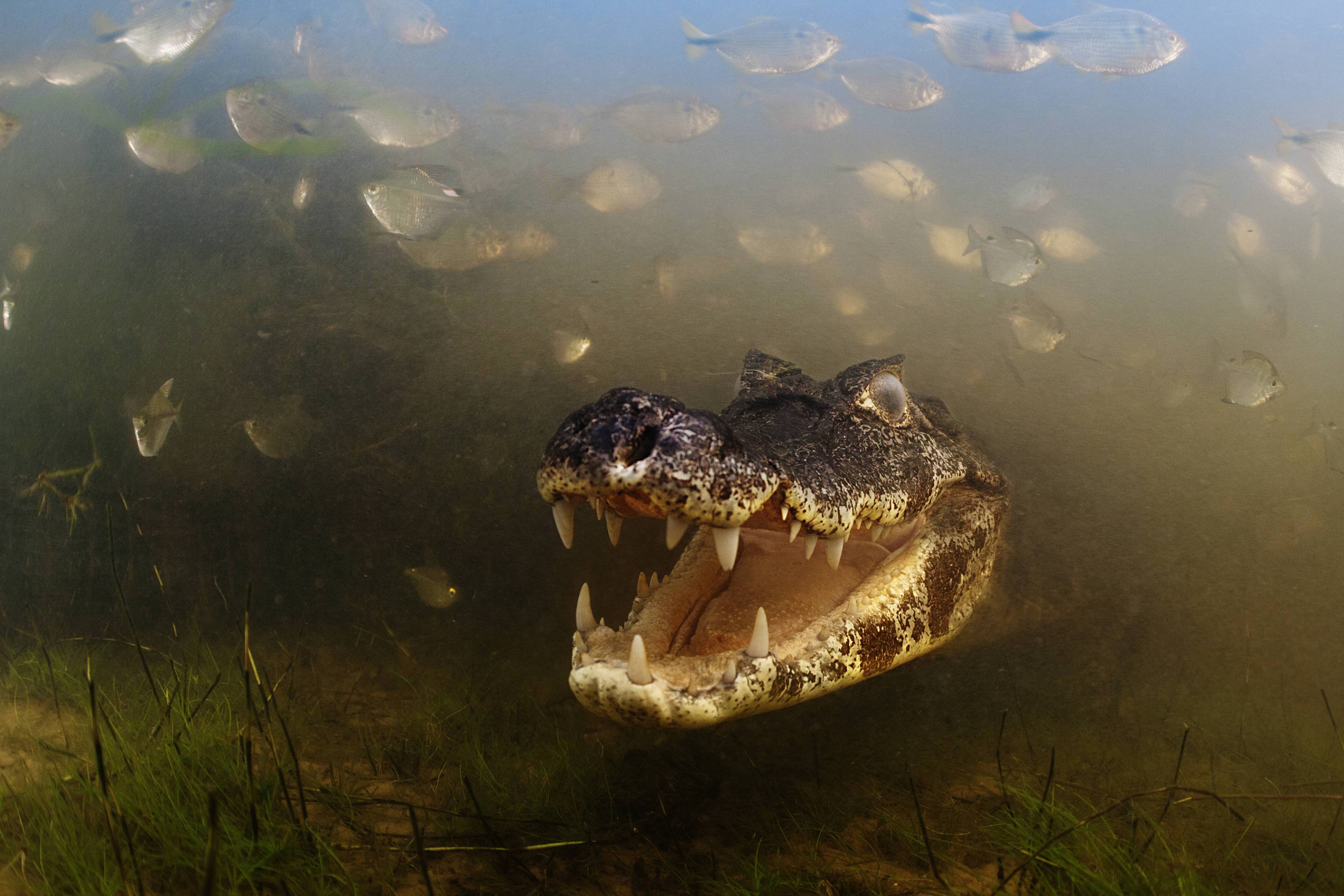 Бразильский Пантанал крокодил