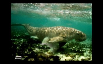 6 Dugong Hd Wallpapers Background Images Wallpaper Abyss Images, Photos, Reviews
