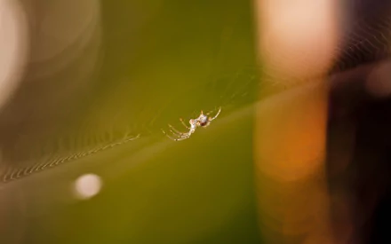 A close-up of a spider on its web, captured in high definition. The background features soft, blurred greenery, creating a tranquil and immersive atmosphere.