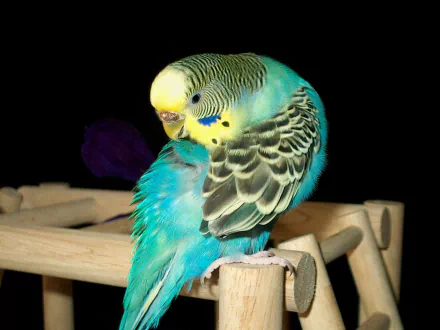  budgie