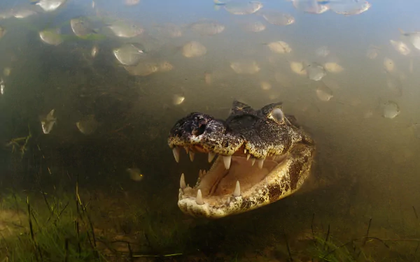 Animal crocodile HD Desktop Wallpaper | Background Image