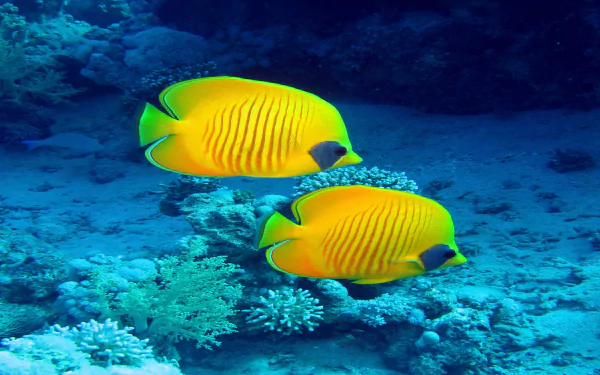 fish Animal butterflyfish HD Desktop Wallpaper | Background Image