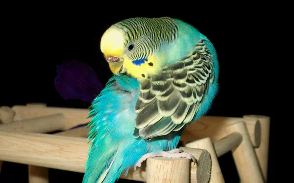  budgie
