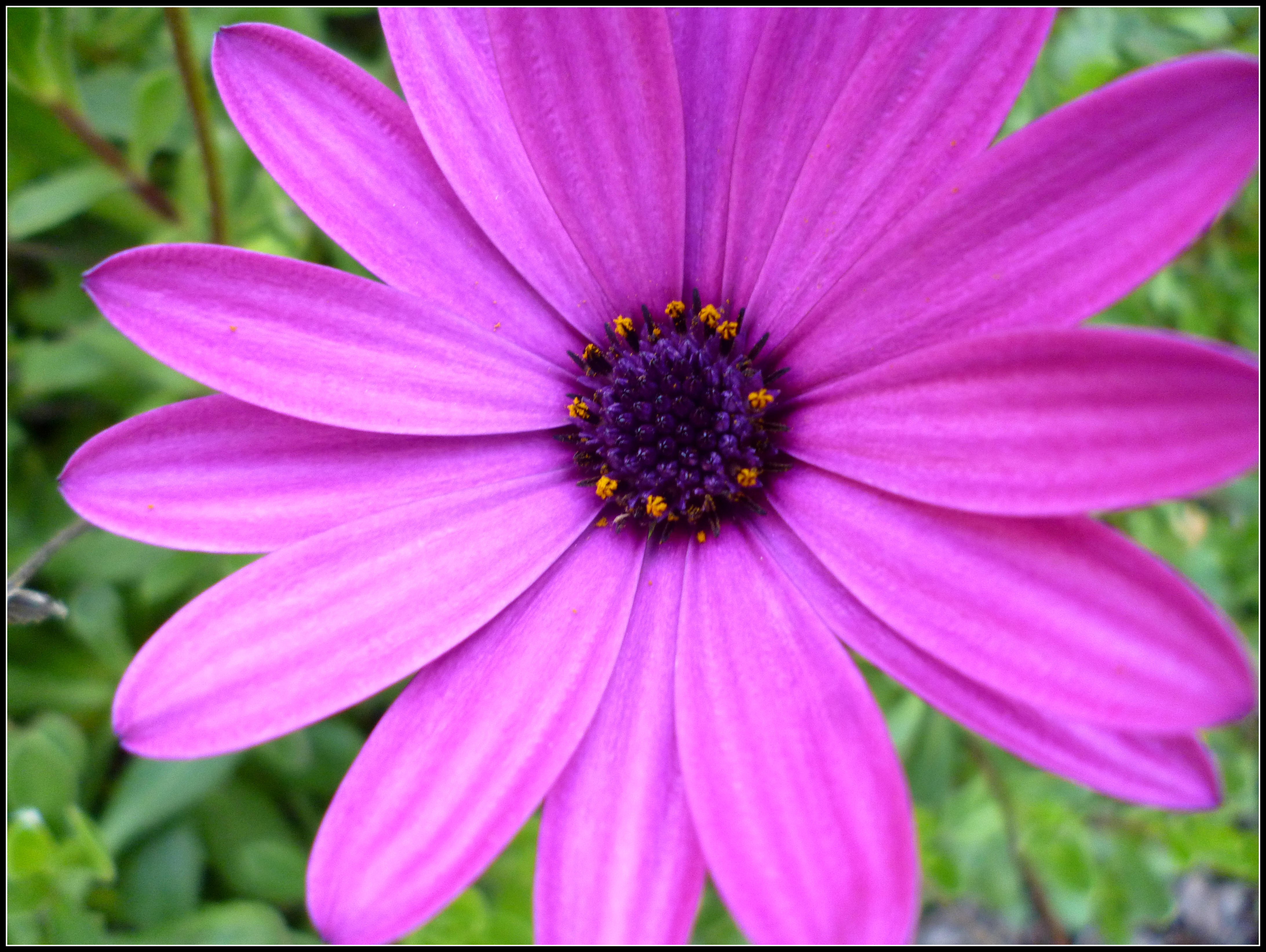 Nature African Daisy HD Wallpaper | Background Image