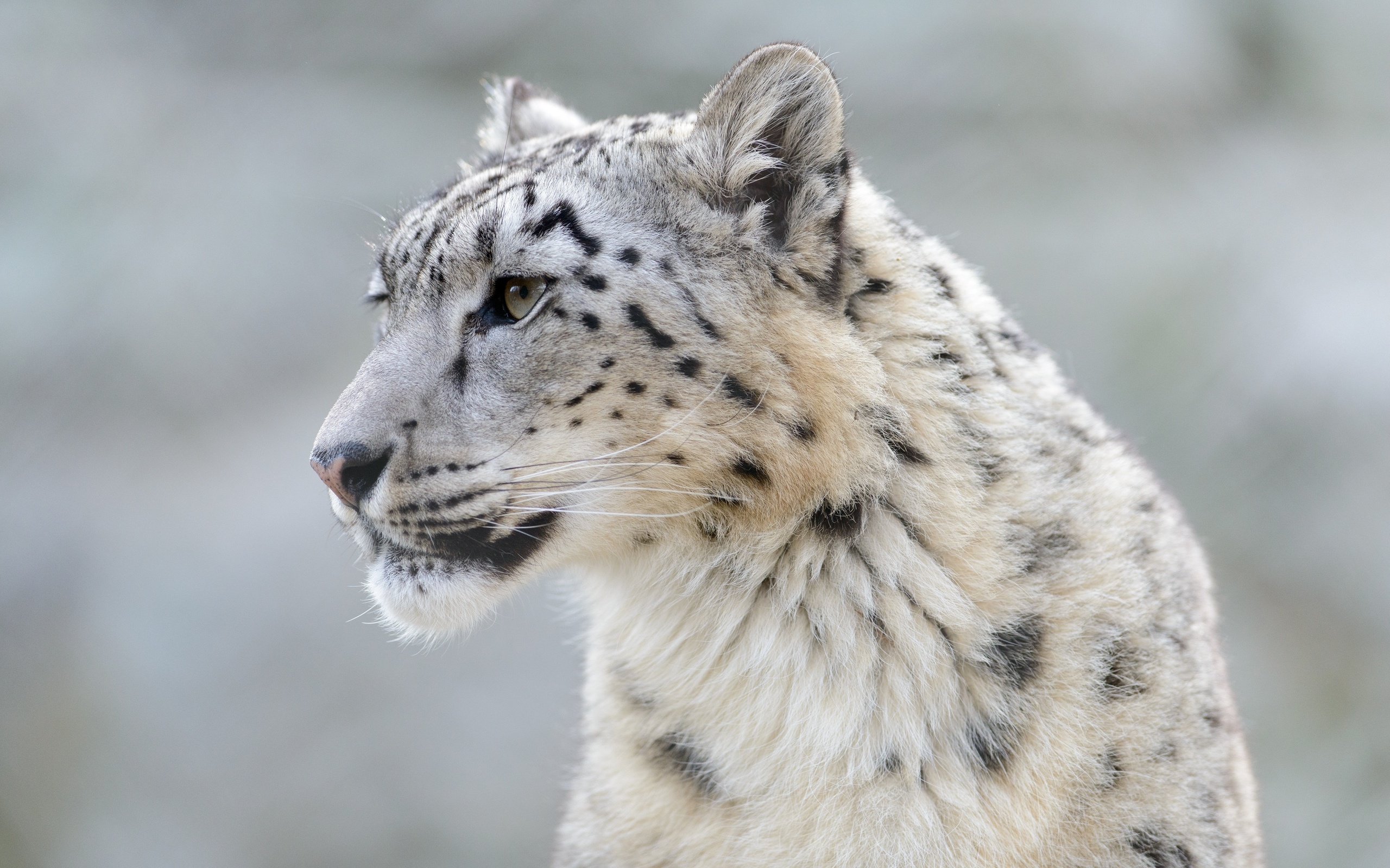 best photo viewer for mac snow leopard