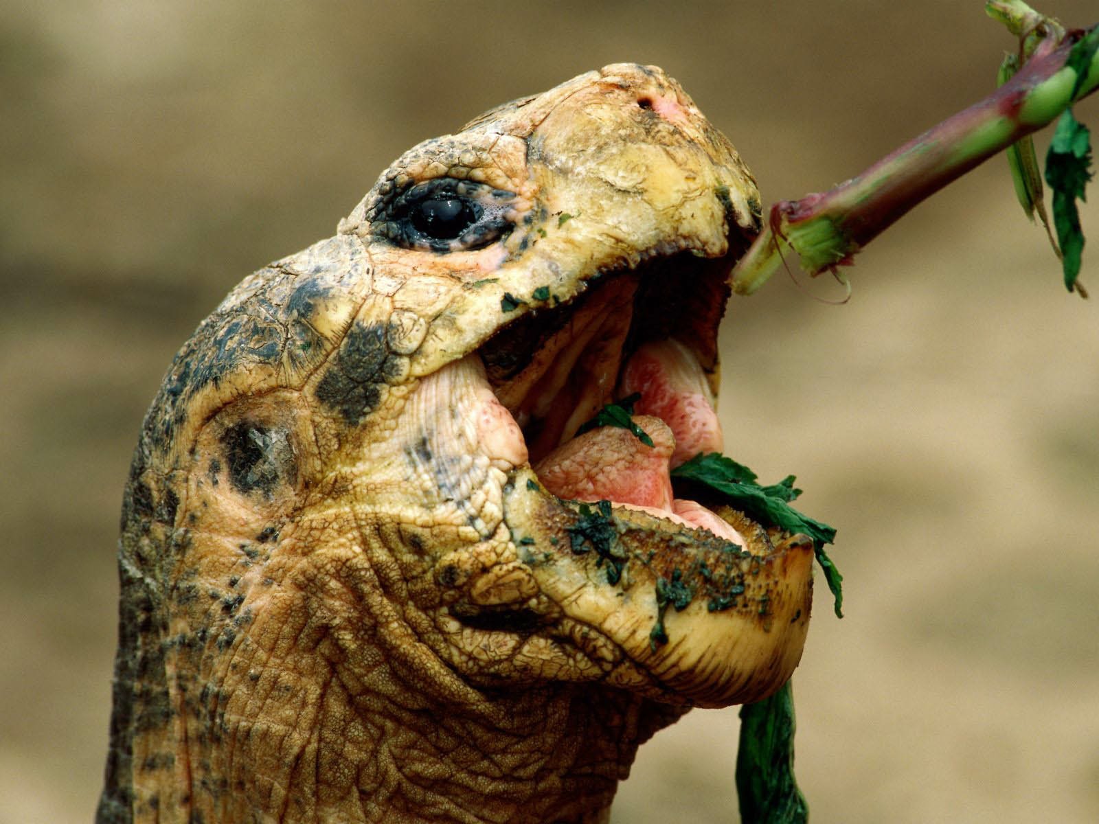HD PC desktop wallpaper of an animal tortoise in close-up, jaws open as it chews leafy greens; textured skin and beak set against a soft, blurred background.