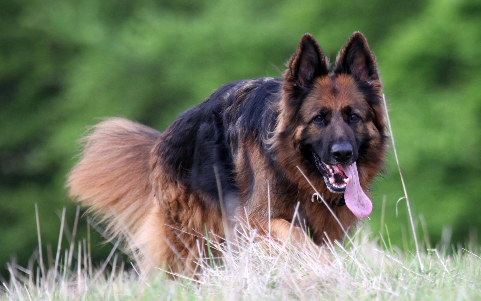 Download Animal German Shepherd HD Wallpaper