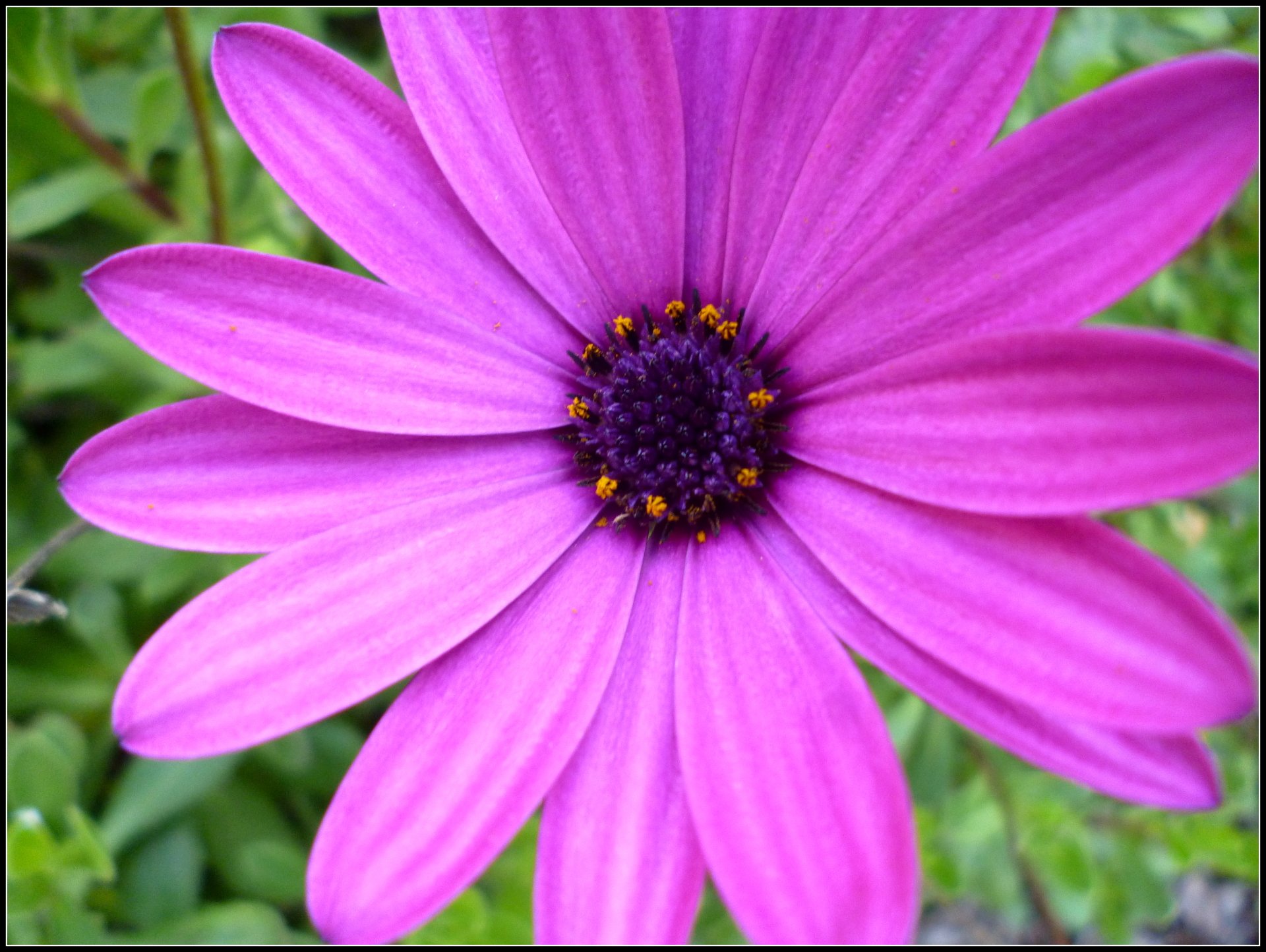 Close-up of a vibrant purple daisy with detailed petals and a dark center, set against a natural green background, captured in 4K Ultra HD for PC desktop wallpaper.