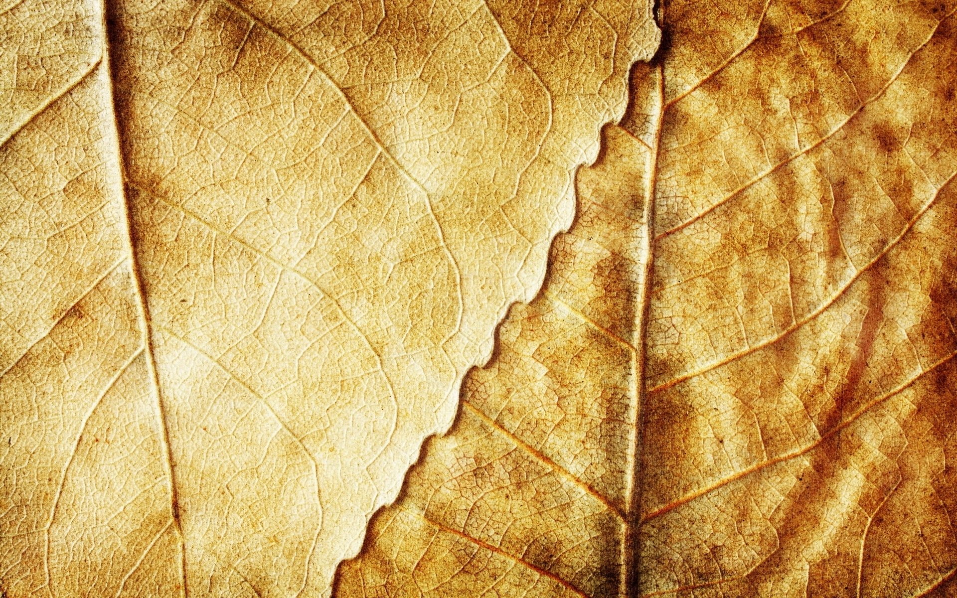 Download Nature Leaf HD Wallpaper