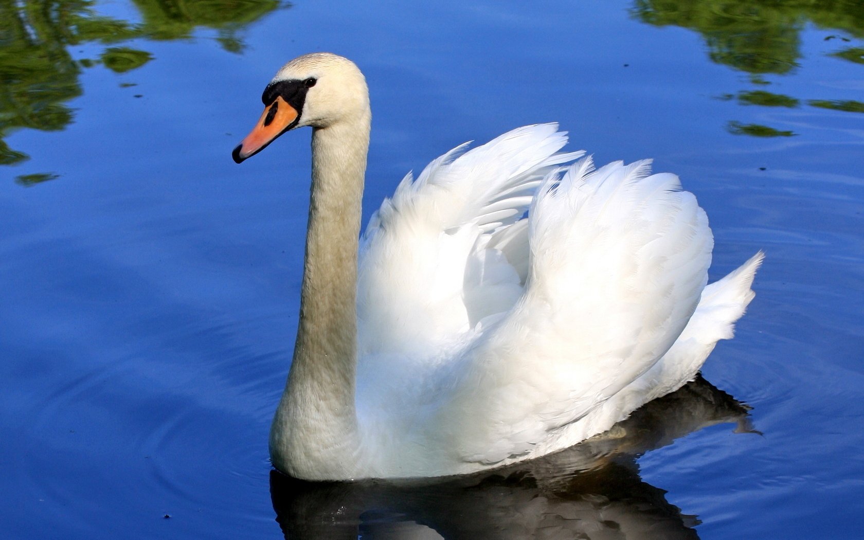 Mute Swan Wallpaper and Background Image | 1680x1050