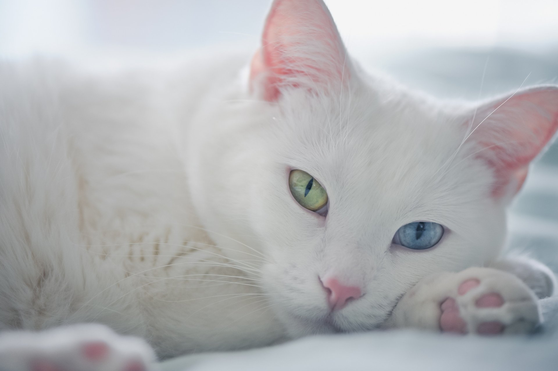 Close-up HD desktop wallpaper of a white cat with heterochromatic eyes, focusing on its muzzle and calm expression.