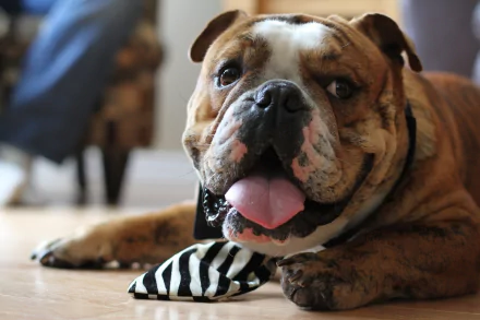 HD PC desktop wallpaper of a happy bulldog lying on the floor, tongue out with a paw resting on a black-and-white striped toy.