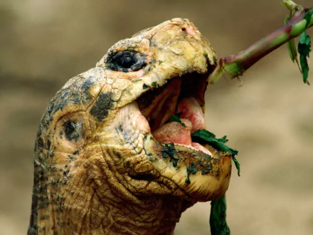 Animal tortoise HD Desktop Wallpaper | Background Image