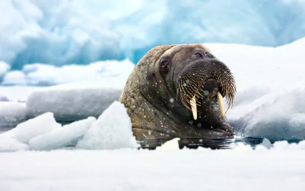 HD PC desktop wallpaper featuring a close-up of a walrus emerging from icy Arctic waters surrounded by snow and ice.