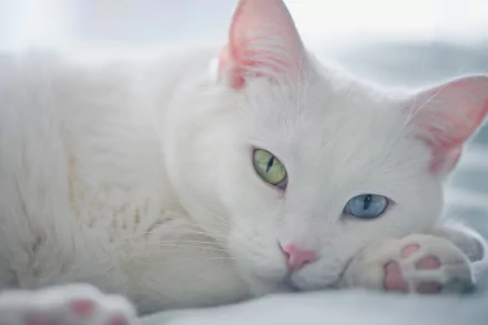 Close-up HD desktop wallpaper of a white cat with heterochromatic eyes, focusing on its muzzle and calm expression.
