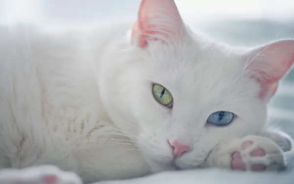 Close-up HD desktop wallpaper of a white cat with heterochromatic eyes, focusing on its muzzle and calm expression.