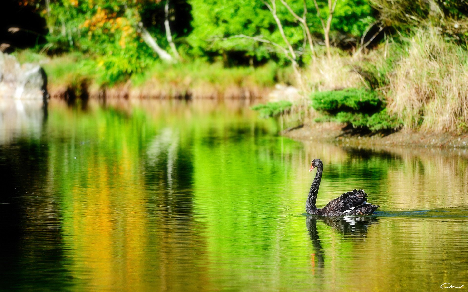 Download Animal Black Swan HD Wallpaper