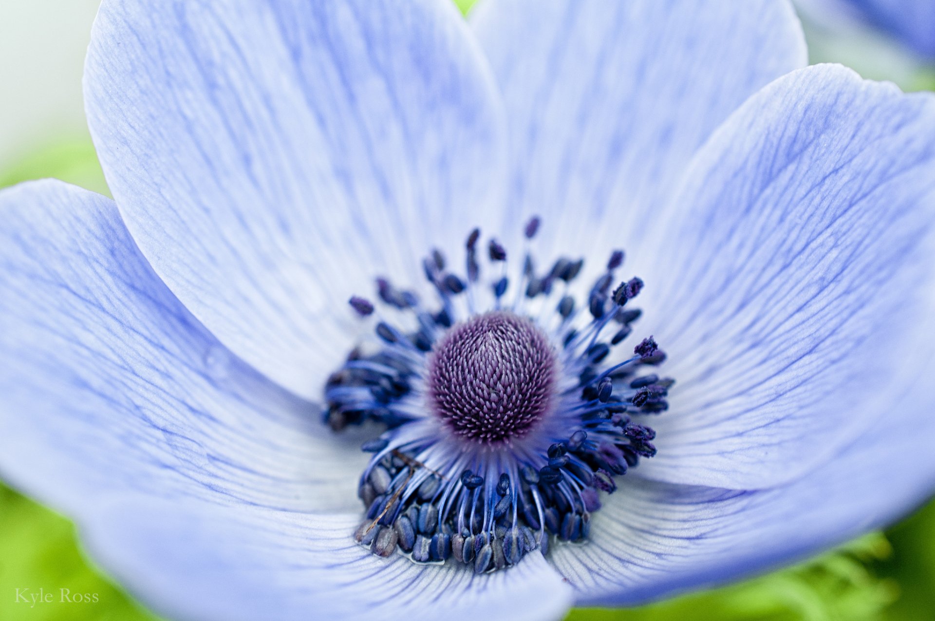 HD PC desktop wallpaper showcasing a close-up of a delicate, pale blue flower with detailed petals and dark stamens, highlighting the beauty of nature.