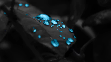 HD desktop wallpaper featuring vibrant blue water drops on a dark monochrome leaf, encapsulating a serene nature theme.