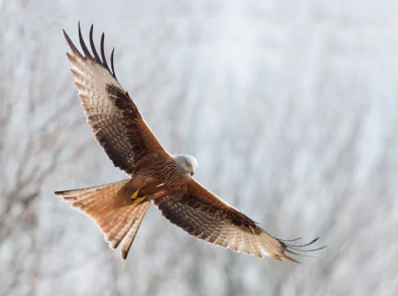 A majestic hawk glides through the sky, showcasing its detailed feathers against a soft, blurred background, capturing the essence of wildlife in this HD desktop wallpaper.