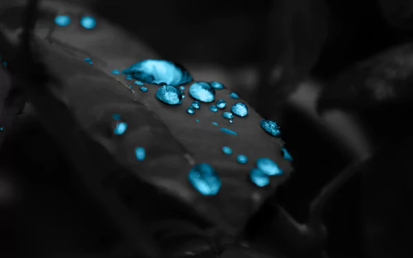 HD desktop wallpaper featuring vibrant blue water drops on a dark monochrome leaf, encapsulating a serene nature theme.