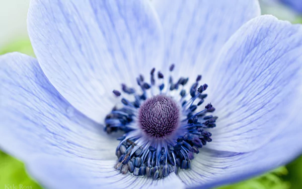 HD PC desktop wallpaper showcasing a close-up of a delicate, pale blue flower with detailed petals and dark stamens, highlighting the beauty of nature.