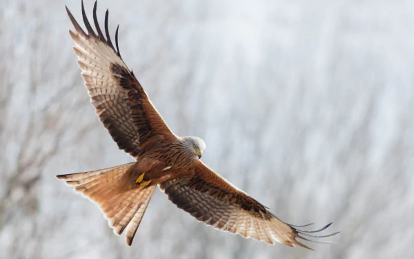 A majestic hawk glides through the sky, showcasing its detailed feathers against a soft, blurred background, capturing the essence of wildlife in this HD desktop wallpaper.