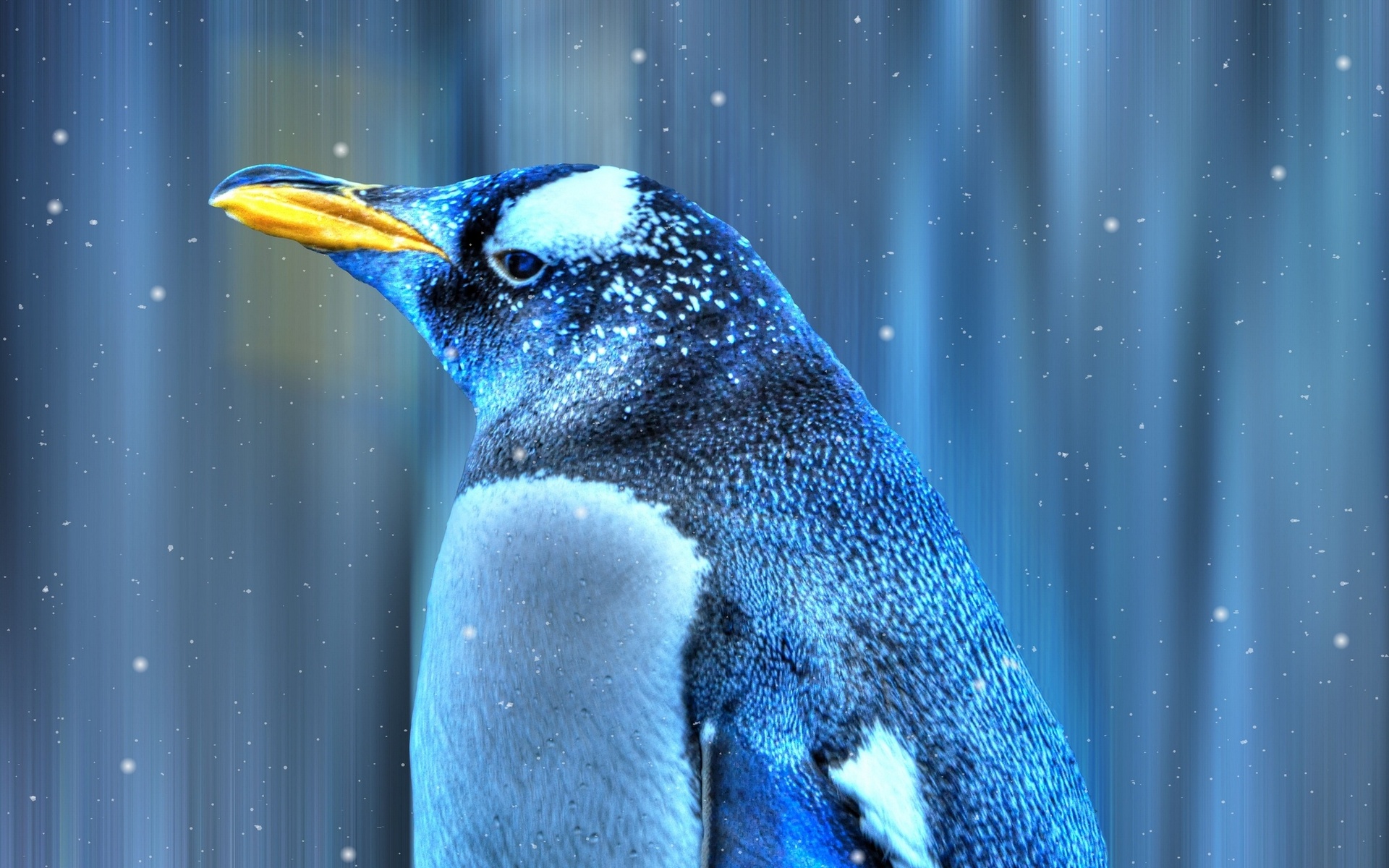 Animal Emperor Penguin HD Wallpaper | Background Image