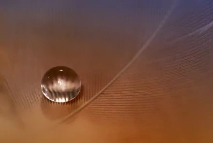 HD photography close-up of a feather with a glassy water droplet on warm orange-brown barbs — PC desktop wallpaper/background.