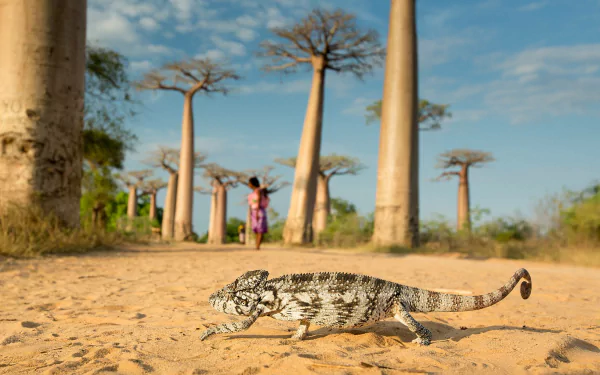 HD desktop wallpaper showing a chameleon lizard walking across sandy desert terrain with baobab trees under a clear blue sky.