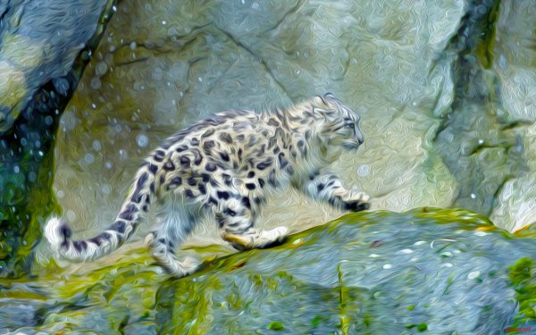 Animal Snow Leopard Cats HD Wallpaper | Background Image