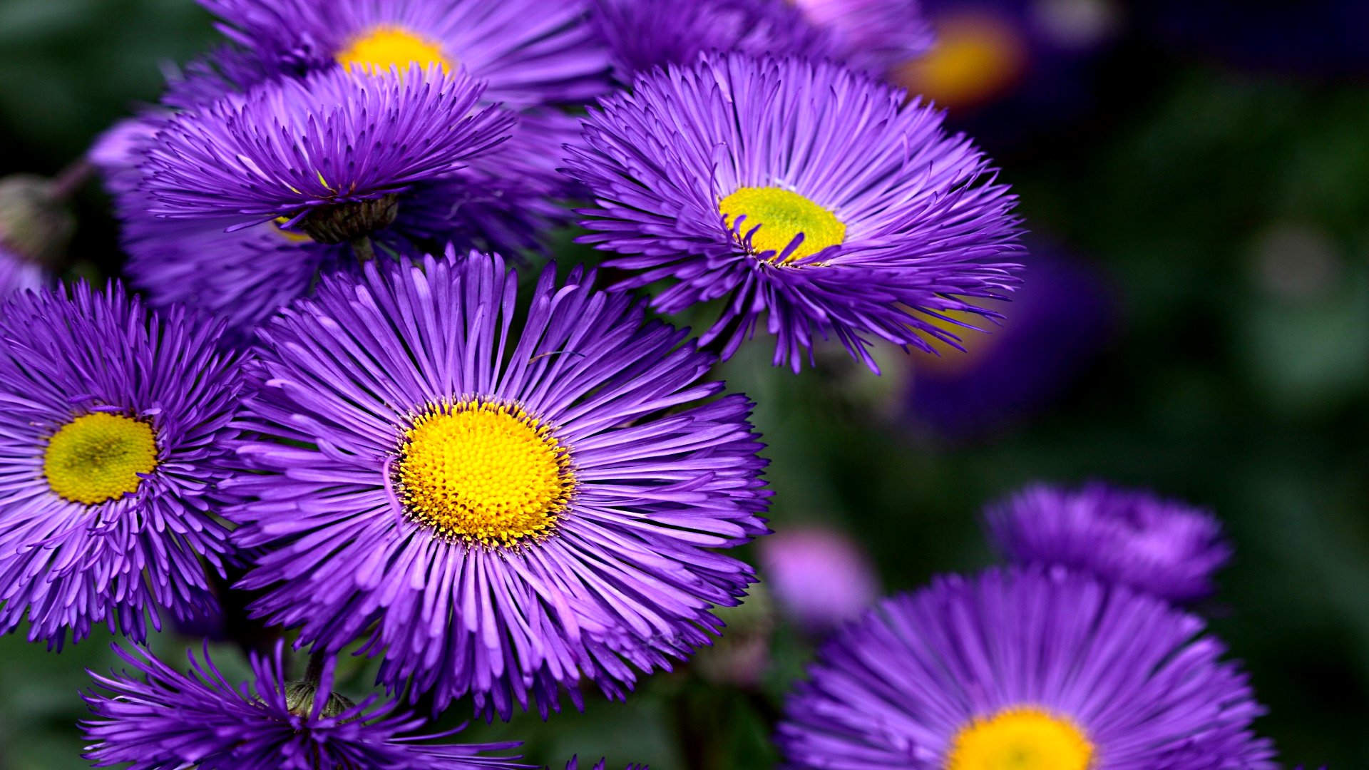 Download Nature Flower Hd Wallpaper 