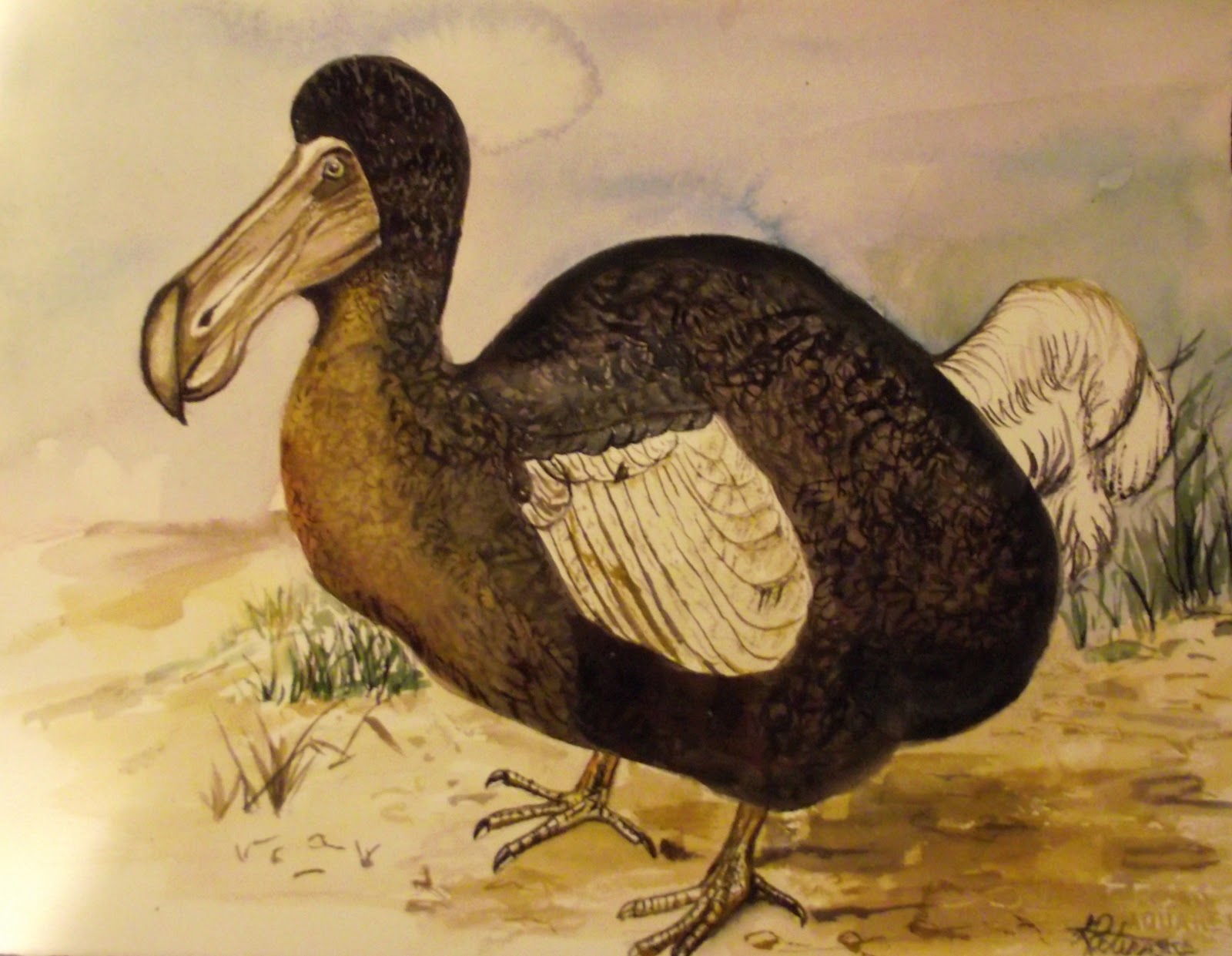 Dodo HD Wallpapers and Backgrounds